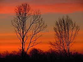 樹(shù)木,天空,morgenrot
