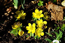 winterling,花,開(kāi)花