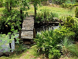 花園,池,水