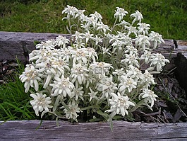 雪絨花,高山 edelwei?,高山花卉