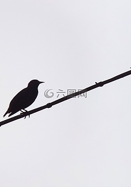 鳥(niǎo),動(dòng)物區(qū)系,性質(zhì)