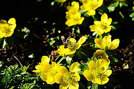 winterling,花,開(kāi)花