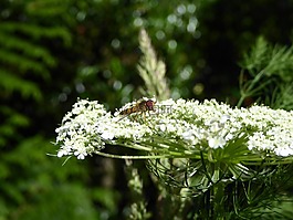 昆蟲,飛,蜜蜂