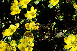 winterling,花,開(kāi)花