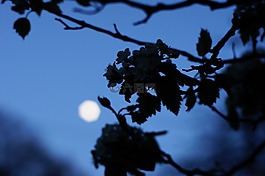 月亮,树,夜