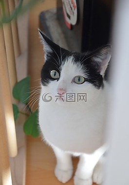 貓,動物,寵物