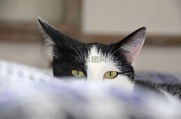 貓,爪,mieze