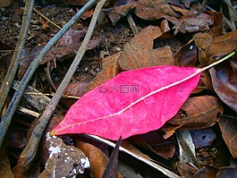 紅葉,葉,秋