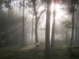 森林,黎明,光芒