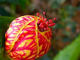 花卉,花按鈕,紅色花