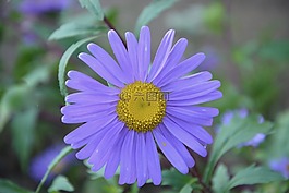 花,紫色的花瓣,性質(zhì)