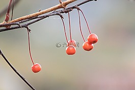 水果,櫻桃,自然