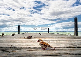 鸟,泻湖,码头