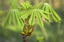 葉子,春天,芽