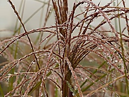 植物,秋,滴