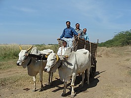 牛,購(gòu)物車,印度