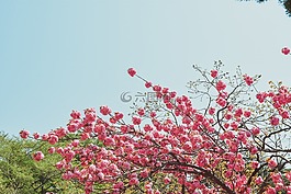 折櫻桃,鮮花,春天