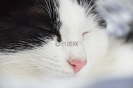 貓,寵物,黑白貓