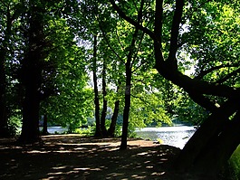 公園,天鵝鏡像,杜塞爾多夫