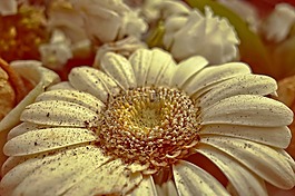 非洲菊,雛菊,花