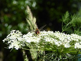 昆蟲,飛,蜜蜂