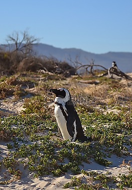 penguini,企鵝,南非