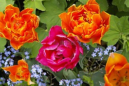 郁金香,花,春天