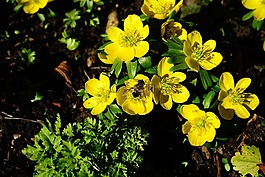 winterling,花,開(kāi)花