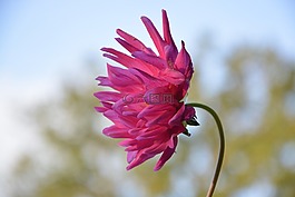 花,花档,鲜花