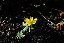 winterling,花,開(kāi)花