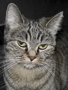 貓咪,動物,動物醫(yī)院