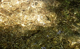 水,青蛙,生物