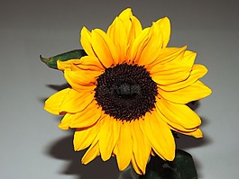 太陽花,活著,小食