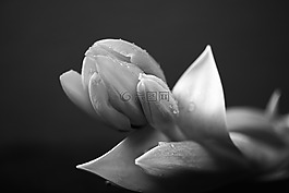 黑,黑色和白色,植物學(xué)