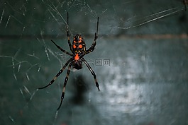 蜘蛛,老虎蜘蛛,有毒