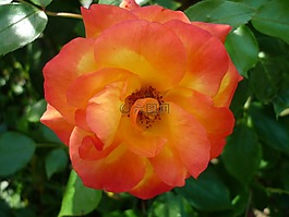 玫瑰,花园,迎花