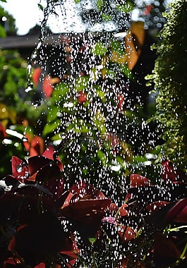 澆水,水滴,植物