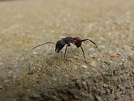 螞蟻,昆蟲,詳細(xì)