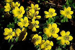 winterling,花,開(kāi)花