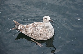 海鷗,海,羽毛