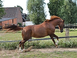 馬,warmblut,圍場