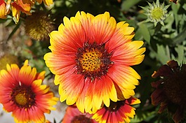 花,黃色,紅色