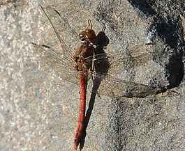 蜻蜓,红蜻蜓,菇trithemis