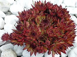 houseleek,觀賞植物,床