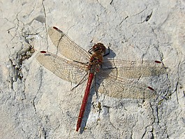 蜻蜓,红蜻蜓,菇trithemis