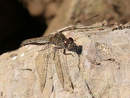 蜻蜓,菇trithemis,岩