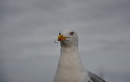 海鷗,海,海鳥