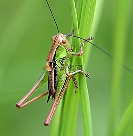 昆蟲,性質,活