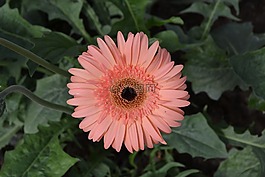 非洲菊,花,花的