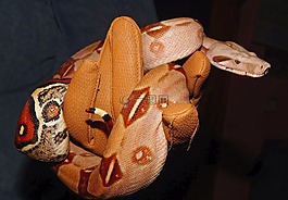 皇帝蛇,boa,蛇